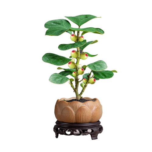 墨一 小盼菩提莲花盆