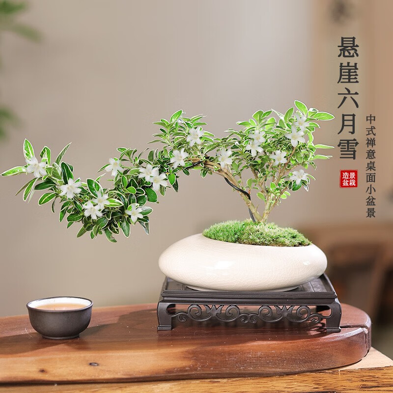 开时果 悬崖六月雪盆栽
