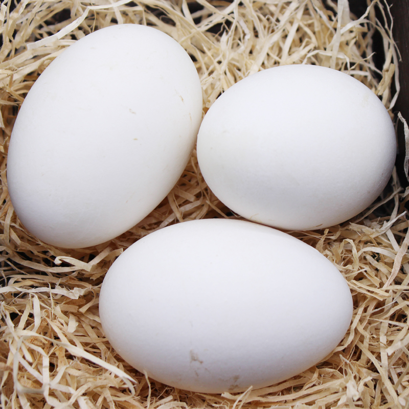 鹤农益得 鹅蛋