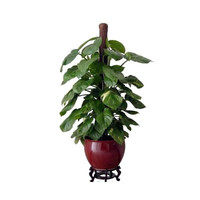 绿萝花瓶十大品牌排行榜